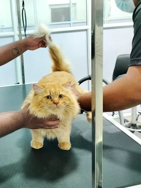 Cat Grooming Services Thrissur Gentle Cat Grooming and Bathing in Thrissur