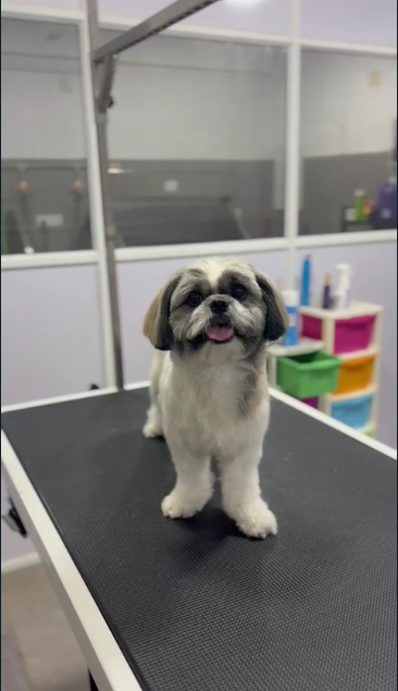 Dog Grooming Services Thrissur Professional Dog Grooming in Thrissur Kerala